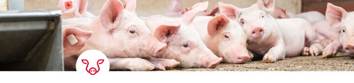einstiegsbanner kat ebene 1 schwein einstiegsbanner kat ebene 1 schwein